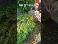 🌲 조경수추천 둥근측백 에메랄드부쉬 h0.5 에메랄드그린 h1.0 🌲