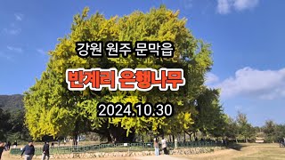 원주 반계리은행나무.수령800년 천연기념물제167 호