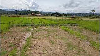 วิธีความสุขของชาวนา