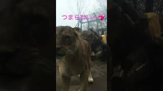 臼ちゃん🦁に遊んで欲しい紬ちゃん💖#ライオン #臼三#紬#長野市茶臼山動物園