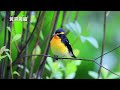 黃眉黃鶲 narcissus flycatcher 2016 10