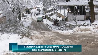 Паднали дървета създадоха проблеми при снеговалежа в Петрич