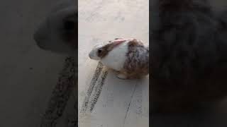 兔子伸懶腰 Rabbit stretching.