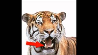 A tiger has got sharp teeth. Edited by José Luis 3B