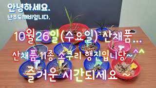 10월26일(수요일)산채품 소쿠리들의 행진이며 11품종입니당~4k