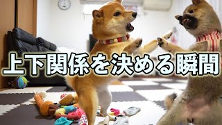 先住犬と後輩犬の上下関係はこうして決まる【人間の介入はNG】