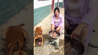 一条像闪电🐶的都没有😂😂 神奇动物在抖音 看一遍笑一遍 这操作也是没谁了😂😂 惊不惊喜意不意外