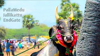 Madurai  PallaMedu Jallikattu... மதுரை பாலமேடு ஜல்லிக்கட்டு