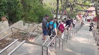 Clever Monkey Slides Down Railings Outside Temple