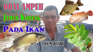 OBAT AMPUH JAMUR KORENG PADA IKAN MAS DAN NILA. BUDIDAYA IKAN MAS DAN NILA SISTEM KERAMBA APUNG