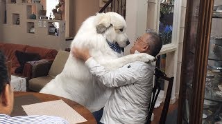 大好きなブリーダーさんがきてくれました　Great Pyrenees　グレートピレニーズ