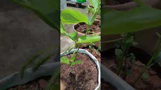 Brazilian Mulberry plant #பிரேசில் மல்பெரி #gardening #agriculture #trending #Long Mulberry Sweet