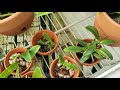 bulbo lepidum blooms • orchid grow tent update • 10 october 2021