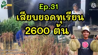 Ep.31 เสียบยอดต้นทุเรียน 2600 ต้น!!! กว่าจะได้ต้นทุเรียน 1 ต้น - สอนปลูกทุเรียน - สุขสมชาติพันธุ์ไม้