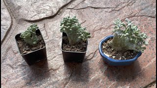 How to separate crested succulents