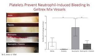 Multi-faceted role of platelets in inflammation and haemostasis in a vessel-on-a-chip