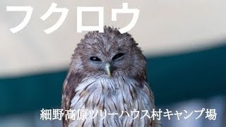 ゆるキャン△聖地巡礼(下田、龍宮窟など)　伊豆・細野高原ツリーハウス村キャンプ場　日本一フクロウと触れ合えるキャンプ場！