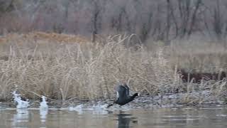 Coots Running on Water - Utah Lake