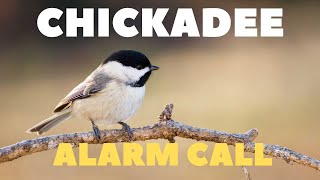 Chickadee alarm call (16 alarm call at the end!)