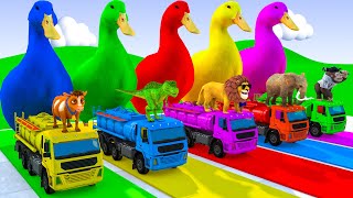 5 Giant Duck Cartoon,Cow,Elephant,Tiger,Lion,Dinosaur,Paint Wild Animals Crossing Fountain Animation