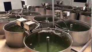 INDOOR FISH FARMING - RAS TECHNOLOGY- HYDERABAD- #MakeinIndia