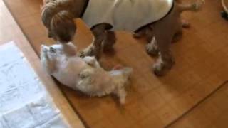 115 2012 2 8　ブレイクダンスを踊る犬★