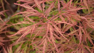 Acer palmatum 'Watnong' | Weeping Laceleaf Japanese Maple | MrMaple Clips