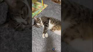 猫って眠り浅いよね #shorts #cat #猫