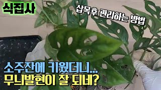 [식집사] (づ￣ 3￣)づ 삽목후 관리하는 방법! 잔에 키웠더니 무늬발현이 잘 되네? (희귀식물 팁!)