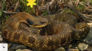 Hognose Snake - The Master Of Bluff