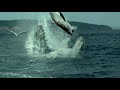 Jurassic World - All Mosasaurus scenes after escaping Jurassic World