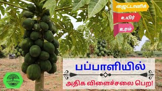 பப்பாளியில் அதிக விளைச்சலை பெற! #Higher_yield methods for #pappaya