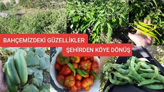 Bahçemizdeki güzellikler // Şehirden köye dönüş // HASAT ZAMANI 🌶🍅🥒🌳