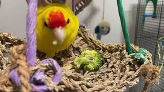 Kakariki , Budgies , Cockatiel eating Vegetables : Broccoli Edition 🥦