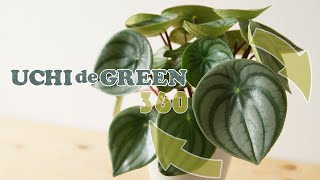 ペペロミア・アルギレイア（スイカペペ）をご紹介します | UCHI de GREEN (ウチデグリーン）