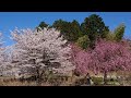 古代蓮の公演も満開の桜