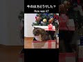 クリスマスドッキリ練習中なねこ。 shorts