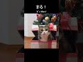 クリスマスドッキリ練習中なねこ。 shorts