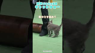 ショーそっちのけでお姉さんにスリスリする猫が可愛いキャットショー那須どうぶつ王国 #動物園 #猫