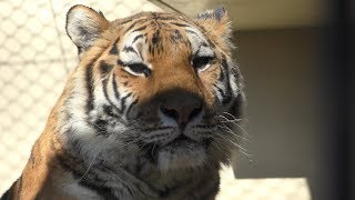 アムールトラ の『アオイ』 (京都市動物園) 2019年1月26日