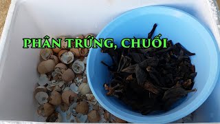 Cách Làm Phân Trứng Chuối Khô