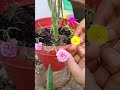 hand pollination you must try crosspollination garden viralshorts plants youtubeshorts