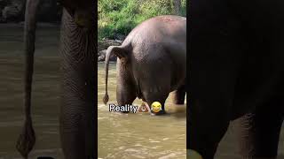 Thailand vs reality 🤣🇹🇭 #shorts #travel #thailand #thai #elephant #poop #funny #travelthailand