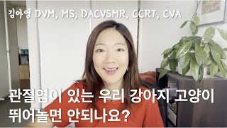 관절염이 있는 우리 강아지 고양이 신나게 뛰어놀면 안되나요?l미국 스포츠의학 및 재활 전문의