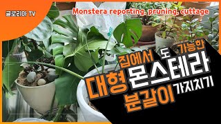 대형 몬스테라 분갈이 가지치기 삽목 식물키우기 노하우 전과정 Monstera repotting, pruning, cuttage