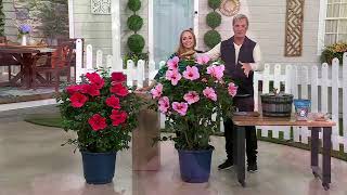 Phillip Watson Designs 2pc Summerific Hardy Hibiscus Bareroots on QVC