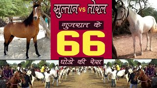 Gujarat horse race | 66 घोडो के बीच महा टक्कर सुल्तान ओर तोरल की