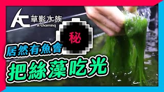 大量絲藻糾纏中！竟然有不為人知的除藻生物？｜AC草影水族