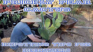 How To EASILY Replant Severly Overgrown Prickly Pear Cactus