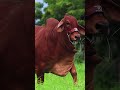 🔴 red brahman cattle ✅ biggest bulls and cow